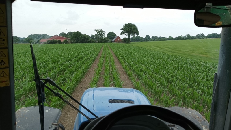 Blick aus der Traktorkabine über Reihen junger Maispflanzen